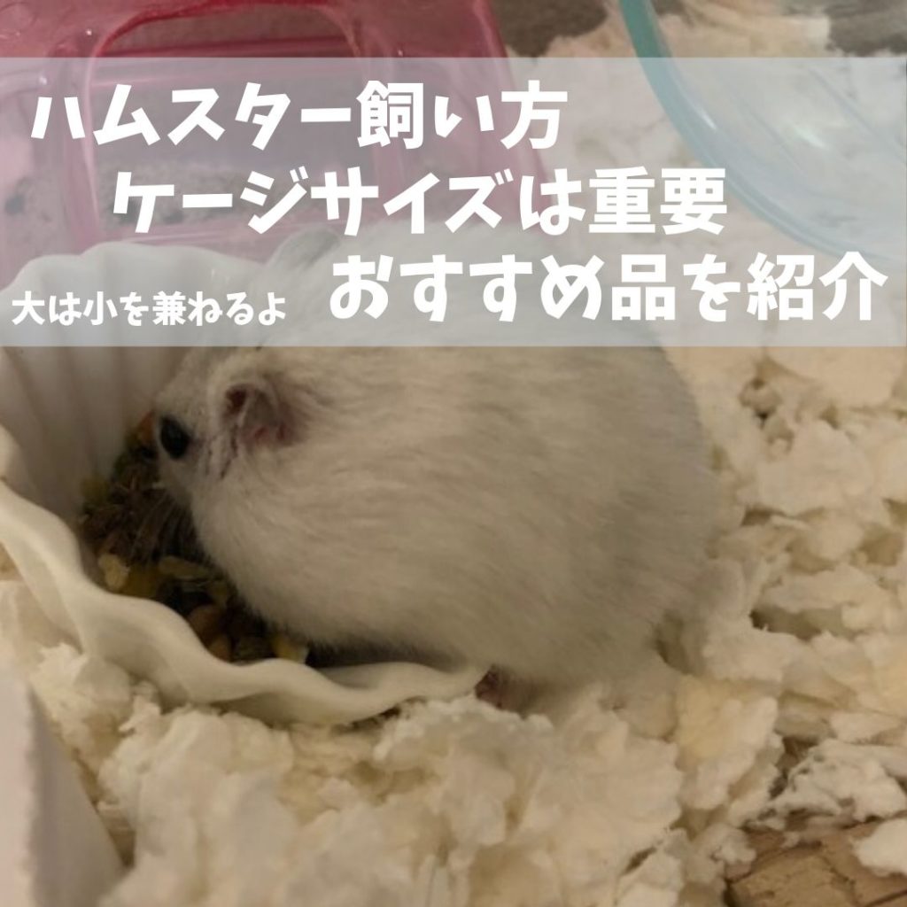 ハムスター 飼い方 ケージ サイズは重要 おすすめ品を紹介 ラテのブログ